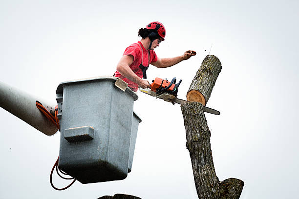 Best Tree Trimming and Pruning  in Mead, WA